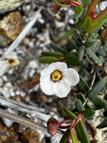 Image of Rinzia schollerifolia by (c) pimelea, some rights reserved (CC BY)