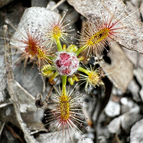 Drosera lasiantha
