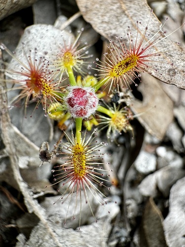 Drosera lasiantha