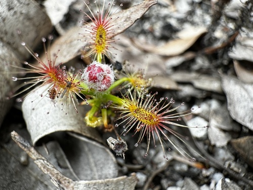 Drosera lasiantha
