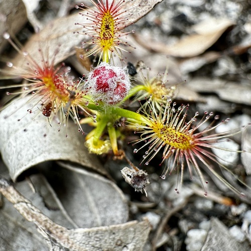 Drosera lasiantha