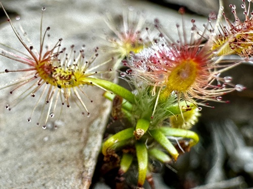 Drosera lasiantha