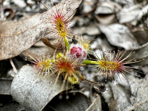 Drosera lasiantha