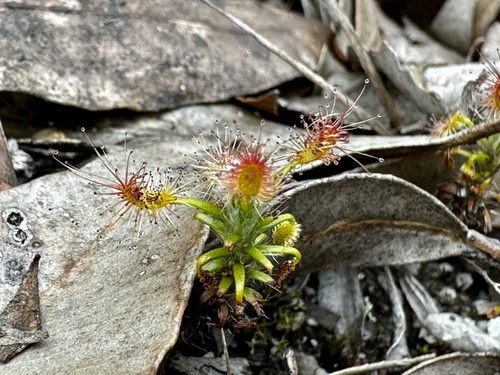 Drosera lasiantha
