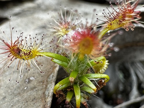 Drosera lasiantha
