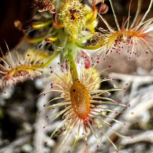 Drosera lasiantha