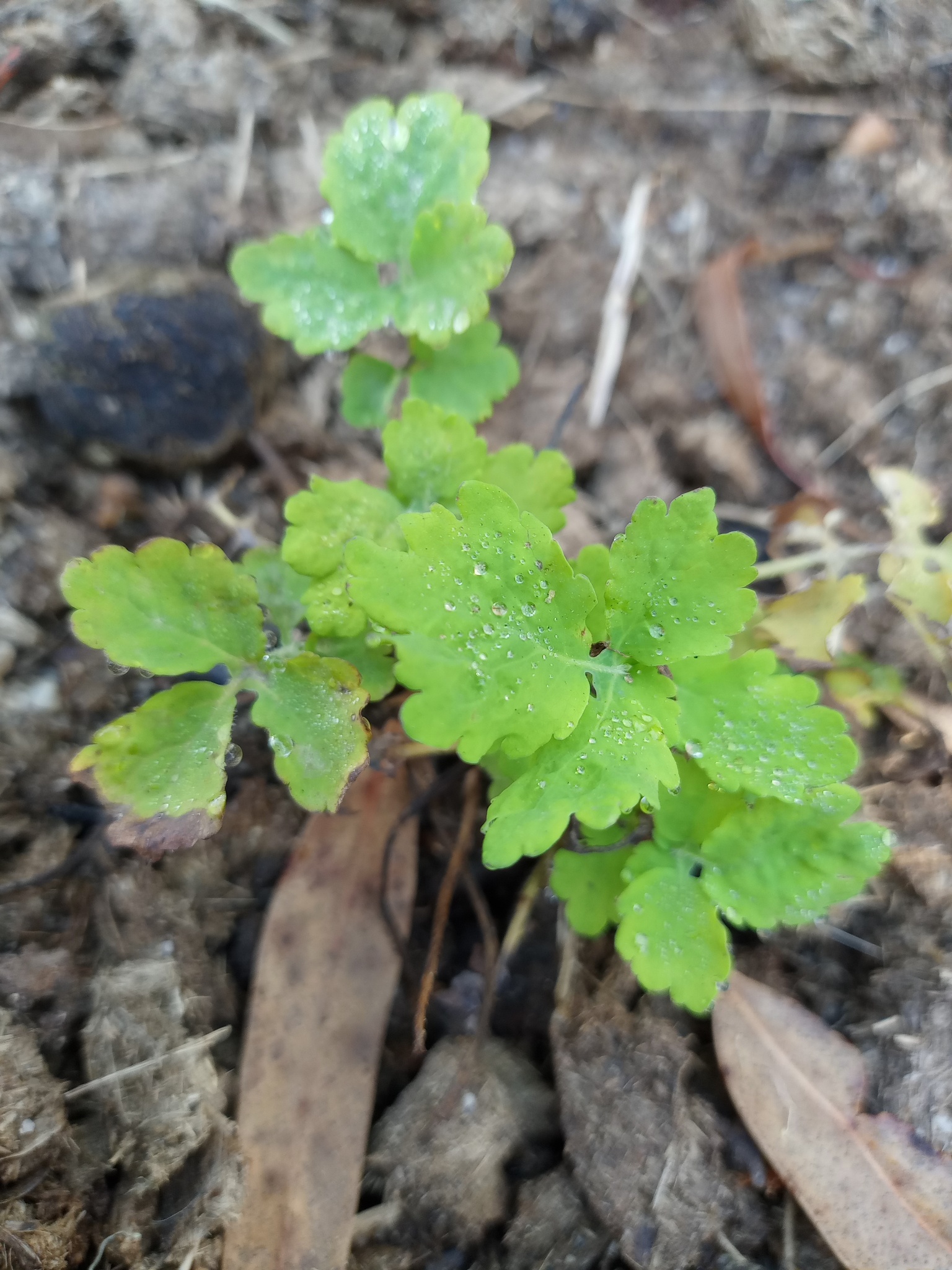 Chelidonium majus