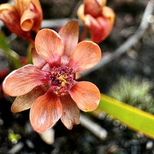 Image of Drosera microphylla by (c) pimelea, some rights reserved (CC BY)
