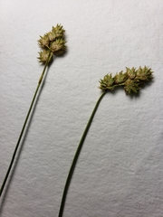 Carex tenera