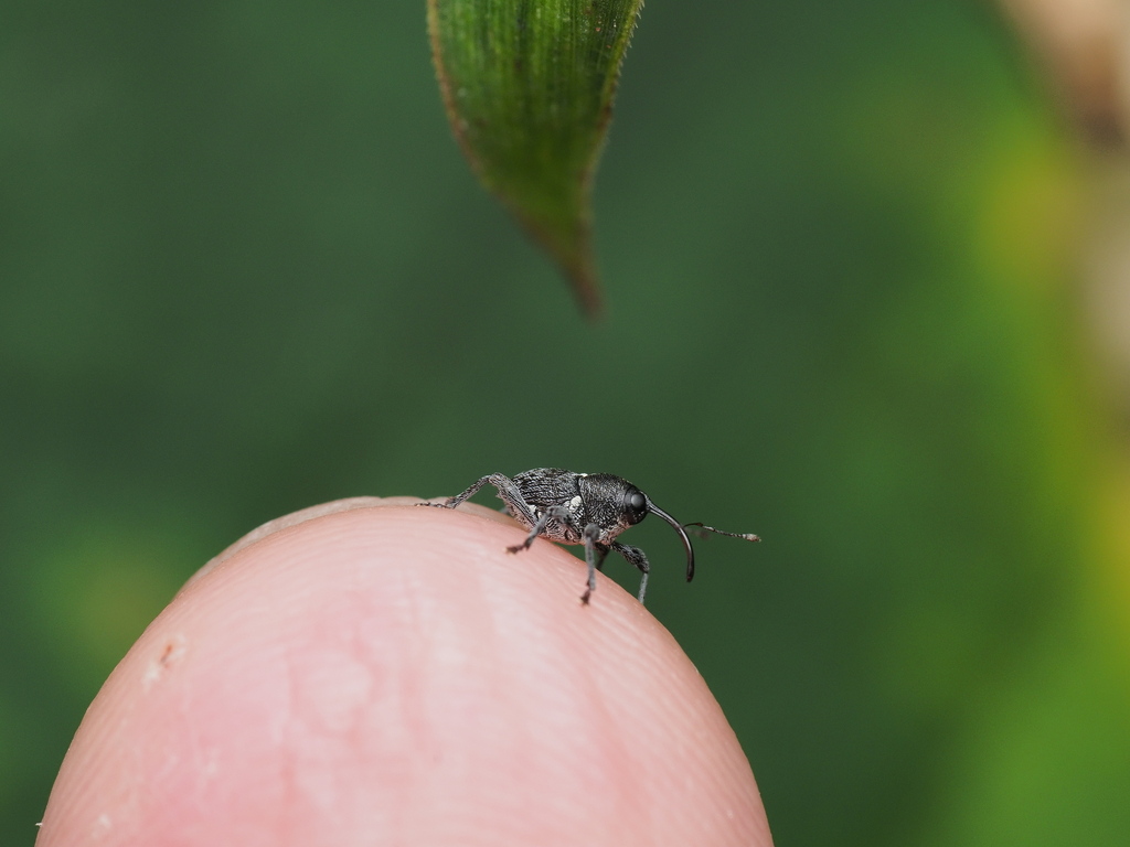 Nut and acorn weevils from on october 13 2024 at 11 07