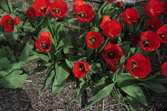 Angiospermae