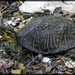 Florida Box Turtle - Photo (c) Bryan Box, some rights reserved (CC BY-NC), uploaded by Bryan Box