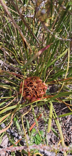 Image of Protea angustata by (c) magriet b, some rights reserved (CC BY-SA)