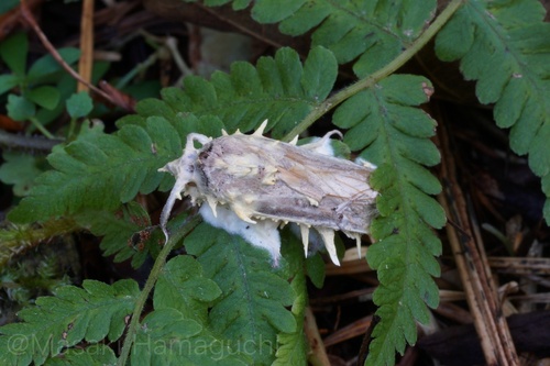 Akanthomyces tuberculatus