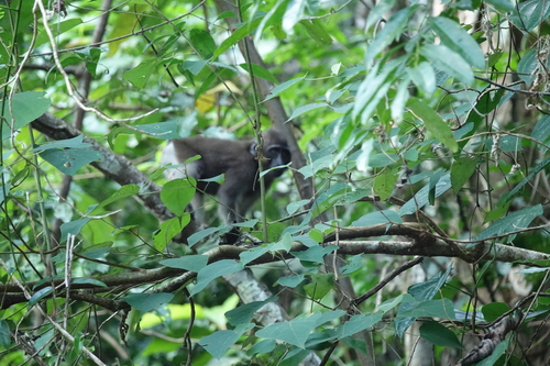 Macaca ochreata