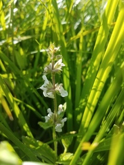 Stachys rigida rigida