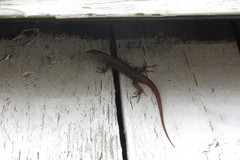 Podarcis muralis maculiventris