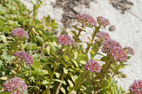 Hylotelephium anacampseros (Hylotelephium anacampseros)