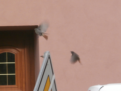 Phoenicurus ochruros