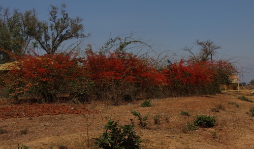 Combretum microphyllum (Combretum microphyllum)