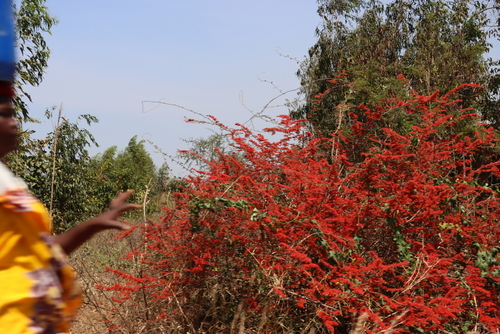 flame-creeper (Combretum microphyllum)