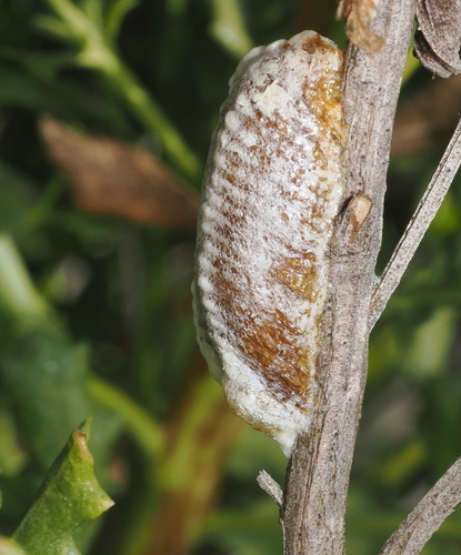 iNaturalist observation photo of Arizona Mantis