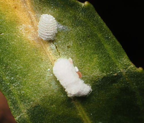 iNaturalist observation photo of Mealybugs