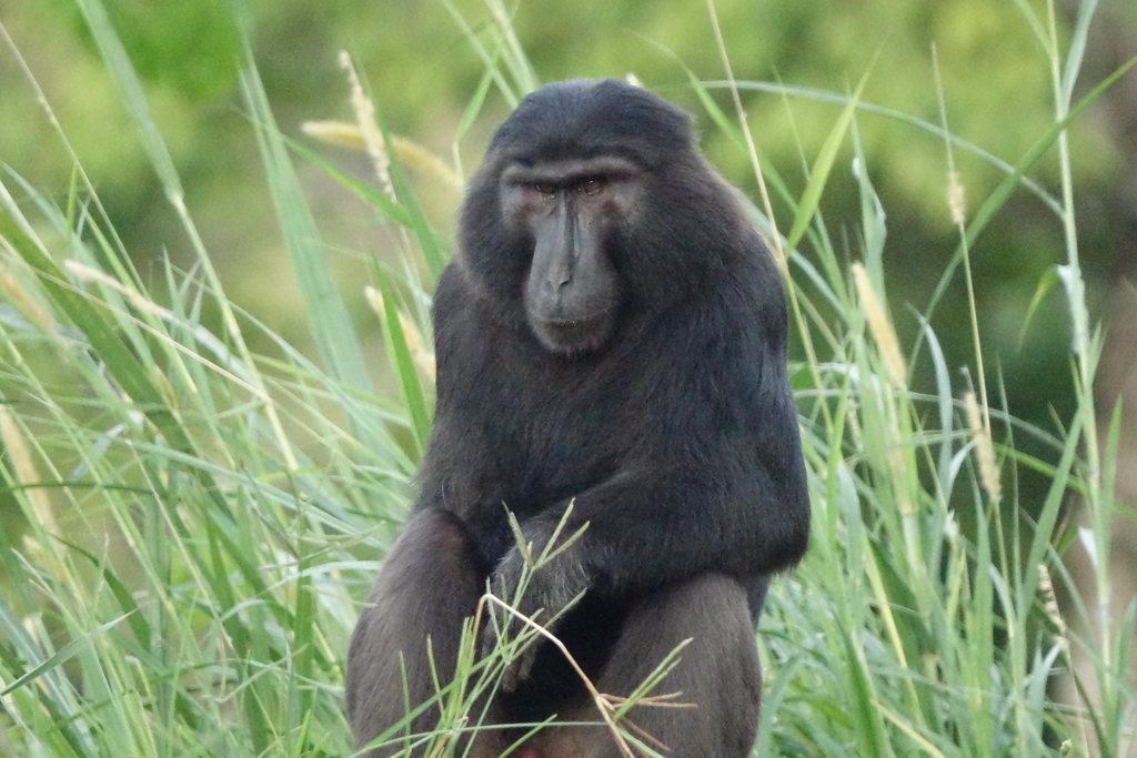 Heck's Macaque (Macaca hecki)