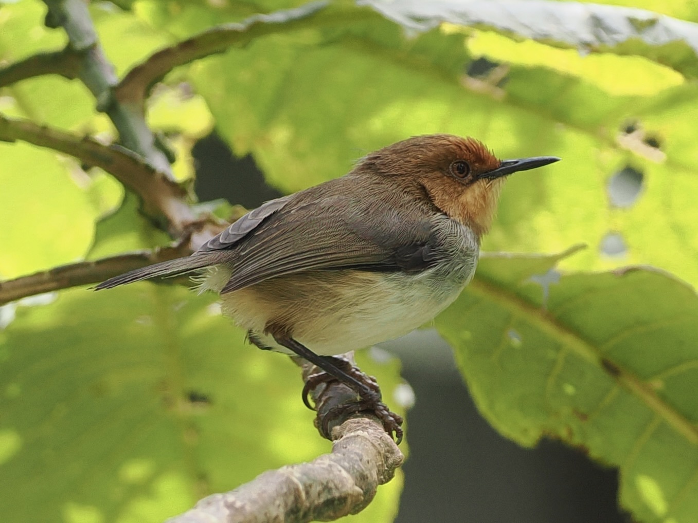 Red-capped Forest Warbler (Artisornis metopias), photo 1
