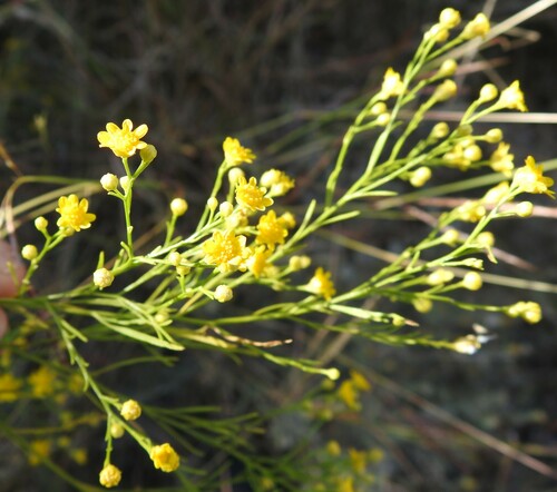 Image of Gutierrezia texana by (c) saltyhiker, some rights reserved (CC BY)