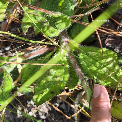 Image of Helianthus radula by no rights reserved