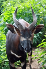 Tragelaphus eurycerus isaaci