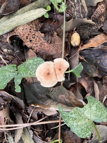 Collybiopsis biformis