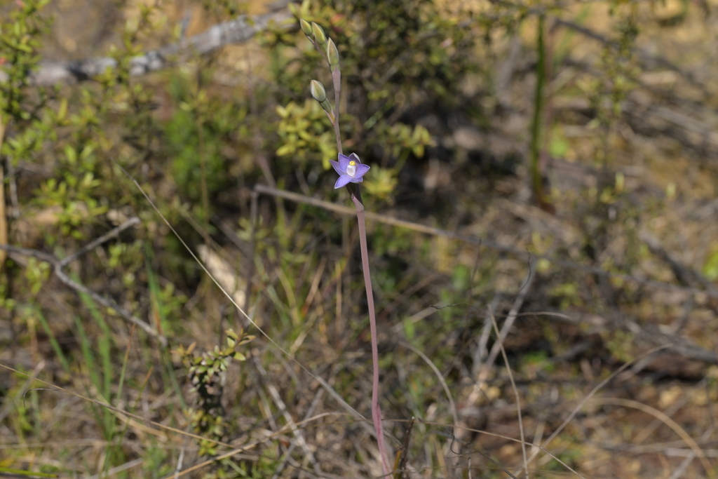Thelymitra colensoi