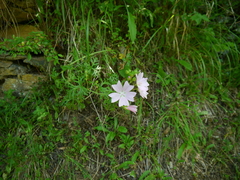 Malva alcea