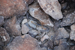 Smeringurus vachoni