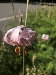 Lilium kelloggii