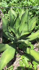 Agave maximiliana