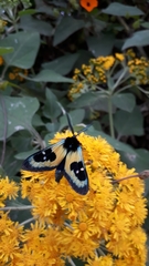 Chrysocale splendens