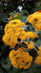 Chrysocale splendens