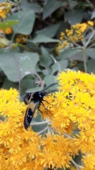 Chrysocale splendens