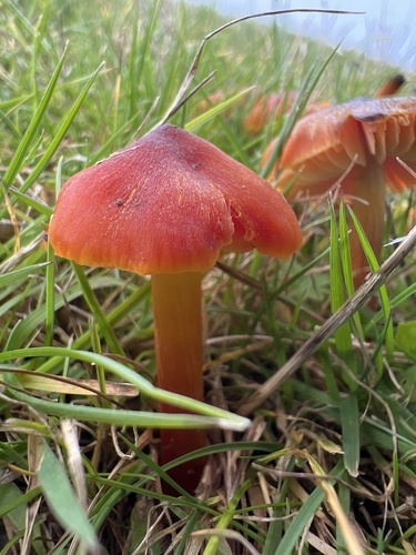 Dune Waxcap