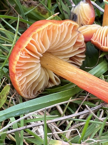 Dune Waxcap