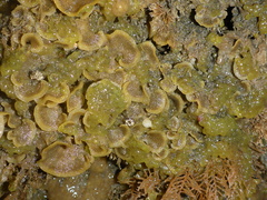 Primavelans insculpta