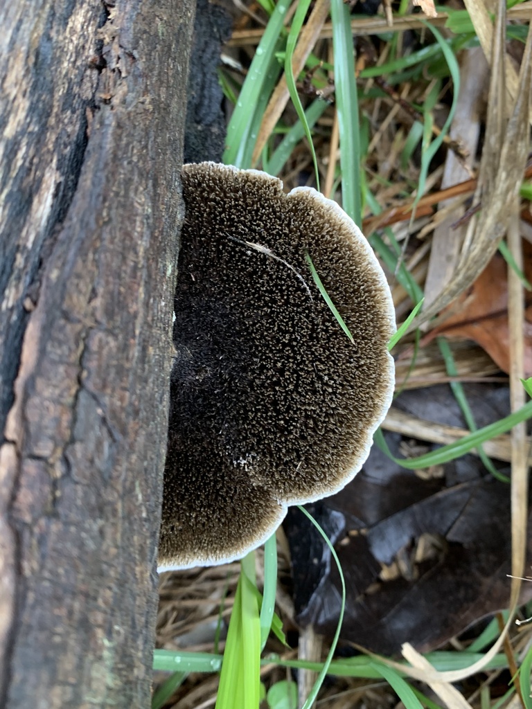 Hexagonia hydnoides · October 2024 · photo: © gabrieljovencio (iNaturalist, cc-by)