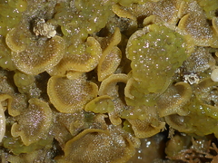 Primavelans insculpta