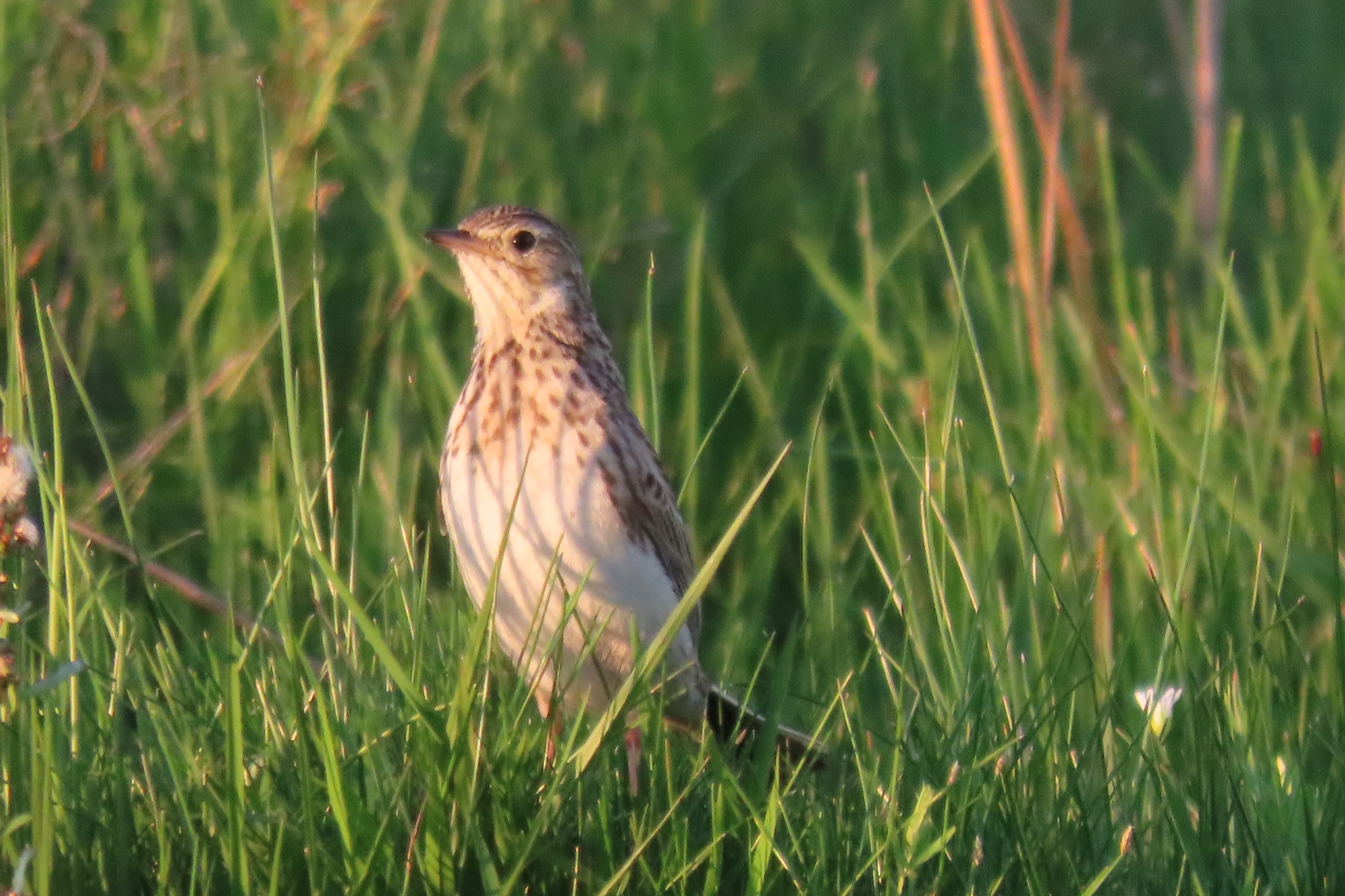 Short-billed Pipit illustration