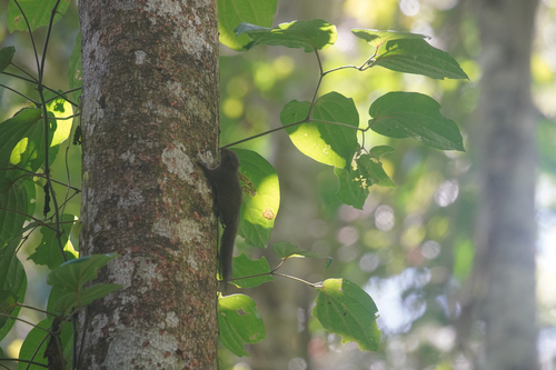 Prosciurillus murinus