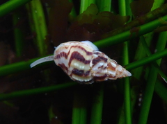 Columbellidae