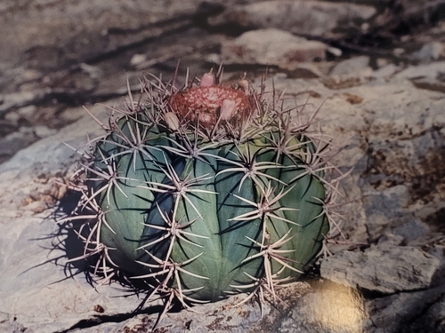 Melocactus neoviridescens